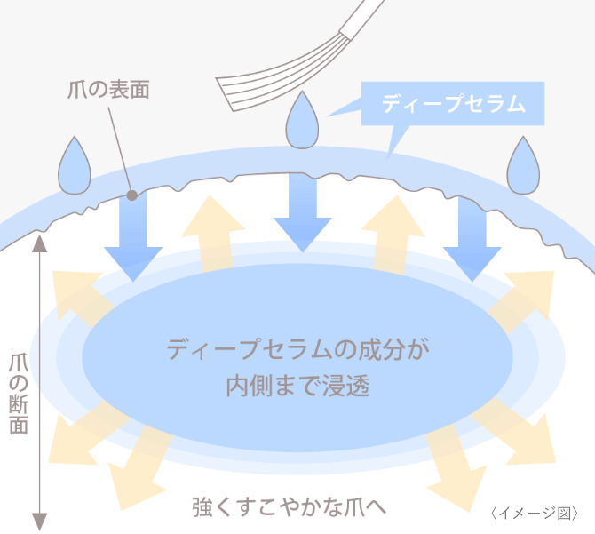 ディープセラム　内部